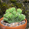 Cereus Peruvianus Monstrose, Kaktus, Cactus, organically grown succulent plants for sale at TOMs FLOWer CLUB.