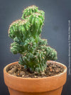 Cereus Peruvianus Monstrose, Kaktus, Cactus, organically grown succulent plants for sale at TOMs FLOWer CLUB.