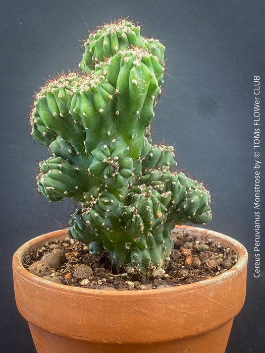 Cereus Peruvianus Monstrose, Kaktus, Cactus, organically grown succulent plants for sale at TOMs FLOWer CLUB.