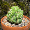 Cereus Peruvianus Monstrose, Kaktus, Cactus, organically grown succulent plants for sale at TOMs FLOWer CLUB.