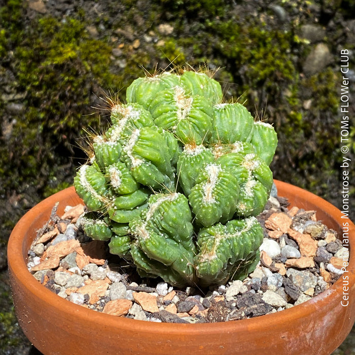 Cereus Peruvianus Monstrose, Kaktus, Cactus, organically grown succulent plants for sale at TOMs FLOWer CLUB.