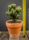 Cereus Peruvianus Monstrose, Kaktus, Cactus, organically grown succulent plants for sale at TOMs FLOWer CLUB.