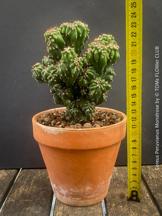 Cereus Peruvianus Monstrose, Kaktus, Cactus, organically grown succulent plants for sale at TOMs FLOWer CLUB.