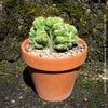 Cereus Peruvianus Monstrose, Kaktus, Cactus, organically grown succulent plants for sale at TOMs FLOWer CLUB.