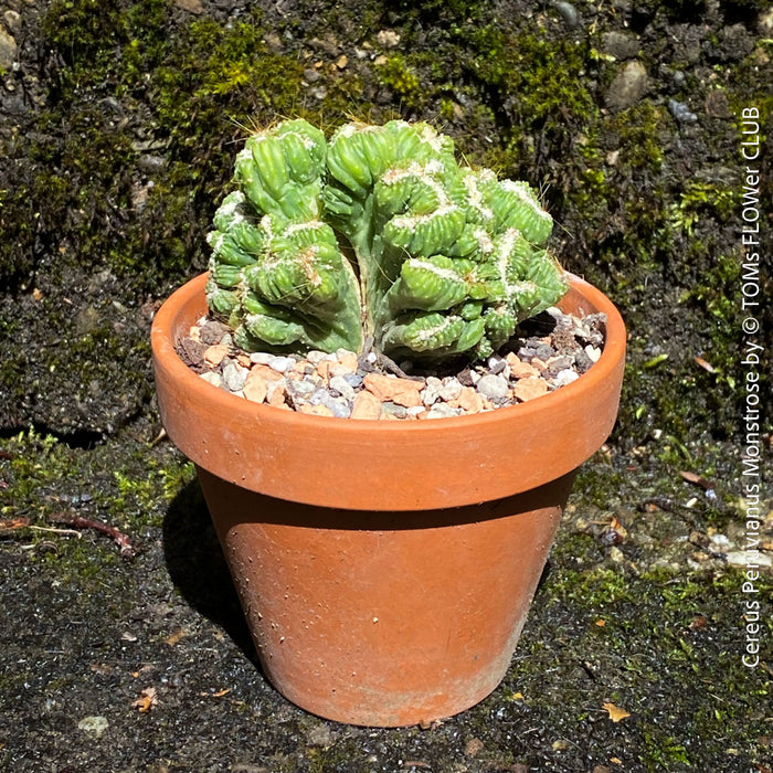 Cereus Peruvianus Monstrose, Kaktus, Cactus, organically grown succulent plants for sale at TOMs FLOWer CLUB.