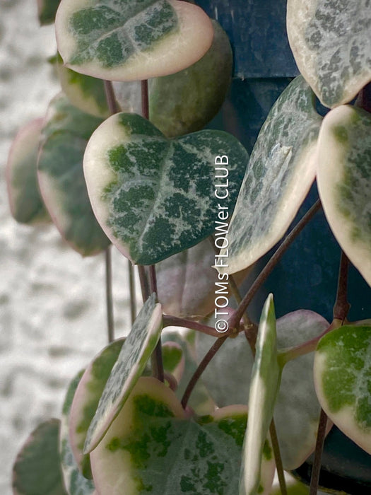 Ceropegia Woodii Albo Variegata - String of Hearts, organically grown sun loving succulent plants for sale at TOMs FLOWer CLUB.