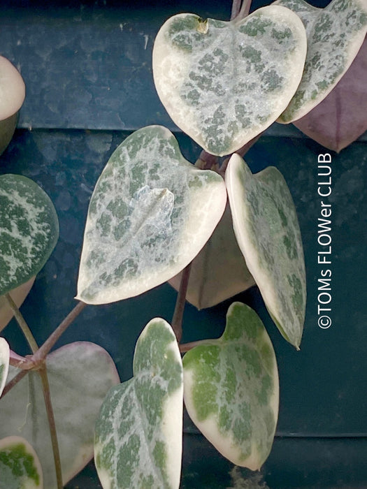 Ceropegia Woodii Albo Variegata - String of Hearts, organically grown sun loving succulent plants for sale at TOMs FLOWer CLUB. 