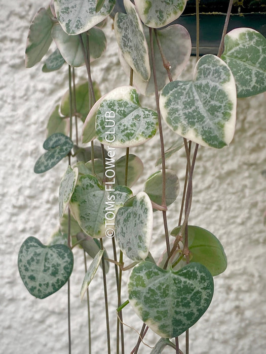 Ceropegia Woodii Albo Variegata - String of Hearts, organically grown sun loving succulent plants for sale at TOMs FLOWer CLUB.