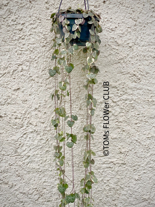 Ceropegia Woodii Albo Variegata - String of Hearts, organically grown sun loving succulent plants for sale at TOMs FLOWer CLUB.