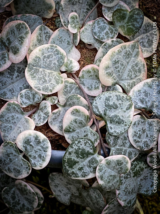 Ceropegia Woodii Albo Variegata - String of Hearts, organically grown sun loving succulent plants for sale at TOMs FLOWer CLUB.
