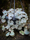 Ceropegia Woodii Albo Variegata - String of Hearts, organically grown sun loving succulent plants for sale at TOMs FLOWer CLUB.