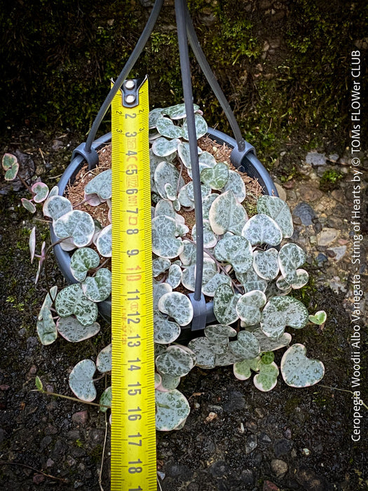 Ceropegia Woodii Albo Variegata - String of Hearts, organically grown sun loving succulent plants for sale at TOMs FLOWer CLUB.