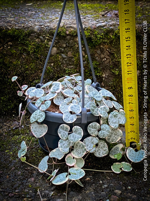 Ceropegia Woodii Albo Variegata - String of Hearts, organically grown sun loving succulent plants for sale at TOMs FLOWer CLUB.