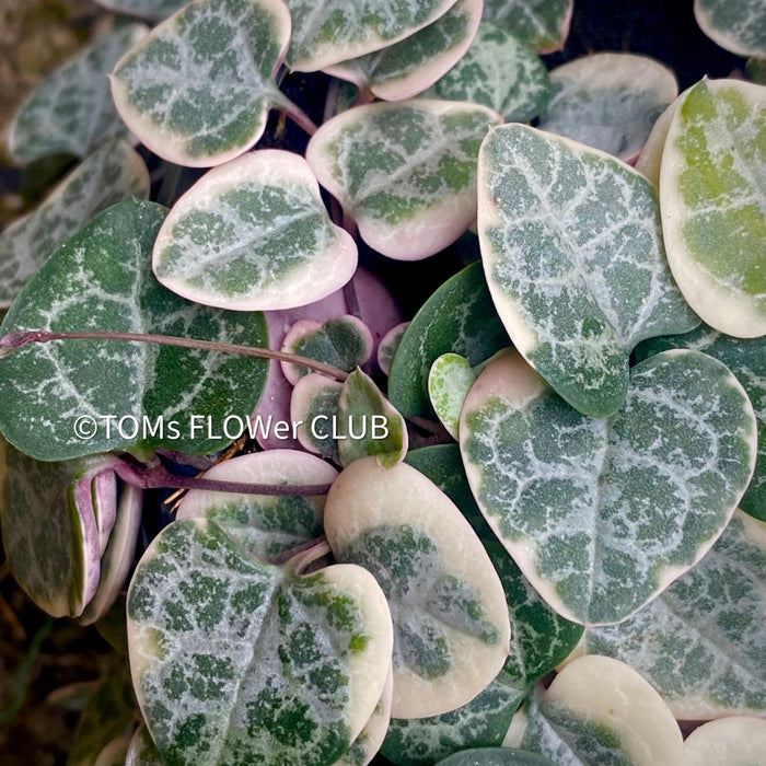 Ceropegia Woodii Albo Variegata - String of Hearts, organically grown sun loving succulent plants for sale at TOMs FLOWer CLUB.
