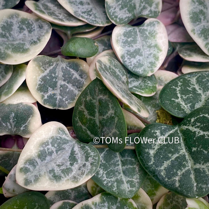Ceropegia Woodii Albo Variegata - String of Hearts, organically grown sun loving succulent plants for sale at TOMs FLOWer CLUB.