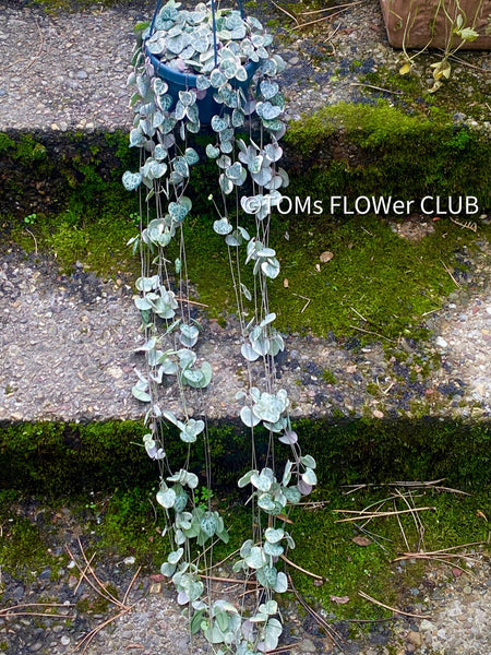 Ceropegia Woodii Albo Variegata - String of Hearts, organically grown sun loving succulent plants for sale at TOMs FLOWer CLUB.