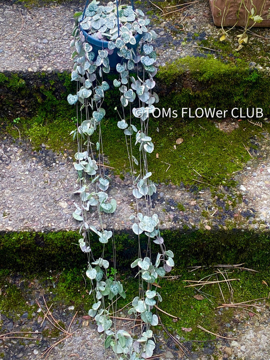 Ceropegia Woodii Albo Variegata - String of Hearts, organically grown sun loving succulent plants for sale at TOMs FLOWer CLUB.