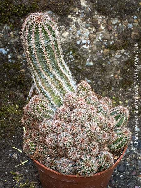 Red flowering Chamaecereus Silvestrii, Kaktus, cactus, hairy cactus, organically grown succulent plants for sale at TOMs FLOWer CLUB.
