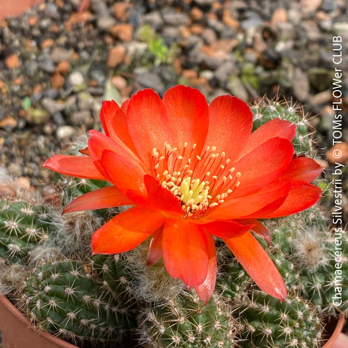 Chamaecereus Silvestrii, Kaktus, cactus, hairy cactus, organically grown succulent plants for sale at TOMs FLOWer CLUB.