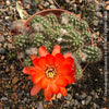 Chamaecereus Silvestrii, Kaktus, cactus, hairy cactus, organically grown succulent plants for sale at TOMs FLOWer CLUB.