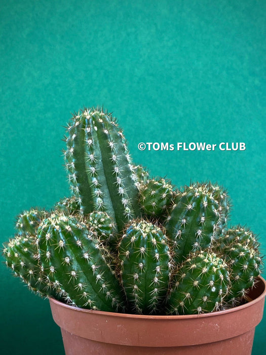 Chamaecereus Silvestrii, Kaktus, cactus, hairy cactus, organically grown succulent plants for sale at TOMs FLOWer CLUB.