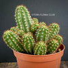 Chamaecereus Silvestrii, Kaktus, cactus, hairy cactus, organically grown succulent plants for sale at TOMs FLOWer CLUB.