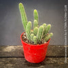Red flowering Chamaecereus Silvestrii, Kaktus, cactus, hairy cactus, organically grown succulent plants for sale at TOMs FLOWer CLUB.