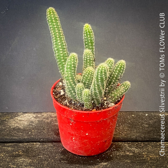 Red flowering Chamaecereus Silvestrii, Kaktus, cactus, hairy cactus, organically grown succulent plants for sale at TOMs FLOWer CLUB.