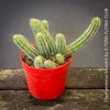 Red flowering Chamaecereus Silvestrii, Kaktus, cactus, hairy cactus, organically grown succulent plants for sale at TOMs FLOWer CLUB.