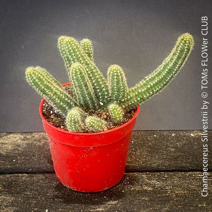 Red flowering Chamaecereus Silvestrii, Kaktus, cactus, hairy cactus, organically grown succulent plants for sale at TOMs FLOWer CLUB.