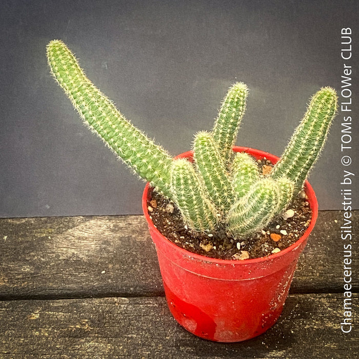 Red flowering Chamaecereus Silvestrii, Kaktus, cactus, hairy cactus, organically grown succulent plants for sale at TOMs FLOWer CLUB.
