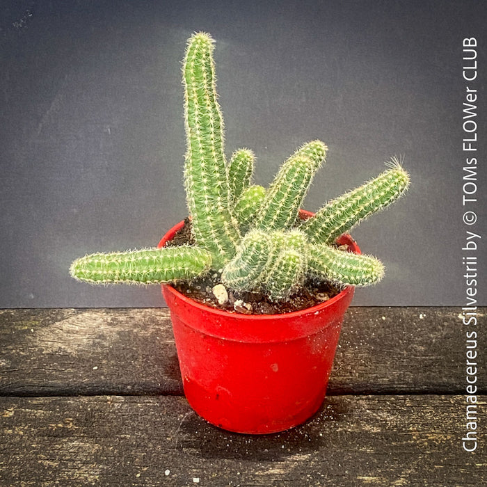 Red flowering Chamaecereus Silvestrii, Kaktus, cactus, hairy cactus, organically grown succulent plants for sale at TOMs FLOWer CLUB.