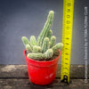 Red flowering Chamaecereus Silvestrii, Kaktus, cactus, hairy cactus, organically grown succulent plants for sale at TOMs FLOWer CLUB.