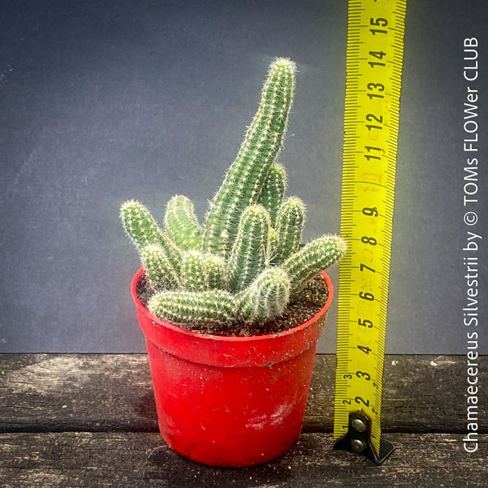 Red flowering Chamaecereus Silvestrii, Kaktus, cactus, hairy cactus, organically grown succulent plants for sale at TOMs FLOWer CLUB.