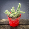Red flowering Chamaecereus Silvestrii, Kaktus, cactus, hairy cactus, organically grown succulent plants for sale at TOMs FLOWer CLUB.