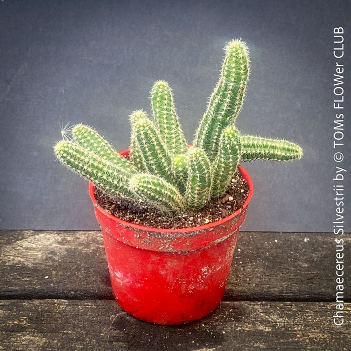 Red flowering Chamaecereus Silvestrii, Kaktus, cactus, hairy cactus, organically grown succulent plants for sale at TOMs FLOWer CLUB.