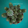Chamaecereus Silvestrii, Kaktus, cactus, hairy cactus, organically grown succulent plants for sale at TOMs FLOWer CLUB.