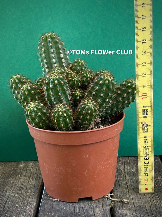Chamaecereus Silvestrii, Kaktus, cactus, hairy cactus, organically grown succulent plants for sale at TOMs FLOWer CLUB.