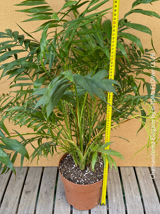 Chamaedorea Elegans / Mexican mountain palm, organically grown tropical plants for sale at TOMs FLOWer CLUB