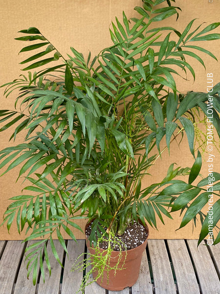 Chamaedorea Elegans / Mexican mountain palm, organically grown tropical plants for sale at TOMs FLOWer CLUB