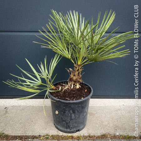 Chamaerops humilis cerifera Blue dwarf palm Moroccan dwarf palm Mediterranean palm Palm tree Small palm tree Drought-resistant plant Indoor plant Outdoor plant Landscaping plant Ornamental plant Low-maintenance plant Hardy plant Sun-loving plant Decorative plant Evergreen plant, TOMs FLOWer CLUB