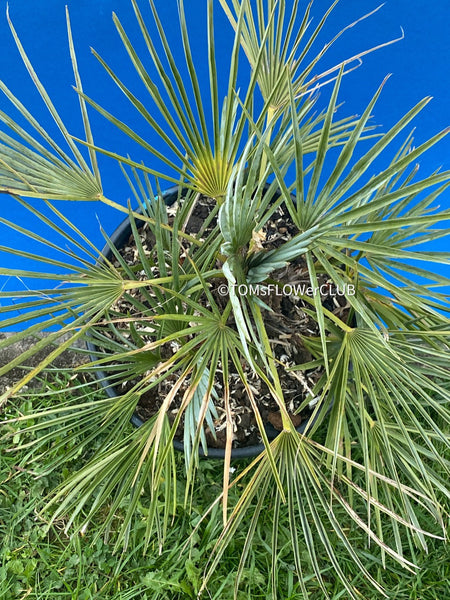 Chamaerops humilis cerifera Blue dwarf palm Moroccan dwarf palm Mediterranean palm Palm tree Small palm tree Drought-resistant plant Indoor plant Outdoor plant Landscaping plant Ornamental plant Low-maintenance plant Hardy plant Sun-loving plant Decorative plant Evergreen plant, TOMs FLOWer CLUB