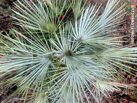 Chamaerops humilis cerifera Blue dwarf palm Moroccan dwarf palm Mediterranean palm Palm tree Small palm tree Drought-resistant plant Indoor plant Outdoor plant Landscaping plant Ornamental plant Low-maintenance plant Hardy plant Sun-loving plant Decorative plant Evergreen plant, TOMs FLOWer CLUB