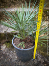 Chamaerops humilis cerifera Blue dwarf palm Moroccan dwarf palm Mediterranean palm Palm tree Small palm tree Drought-resistant plant Indoor plant Outdoor plant Landscaping plant Ornamental plant Low-maintenance plant Hardy plant Sun-loving plant Decorative plant Evergreen plant, TOMs FLOWer CLUB