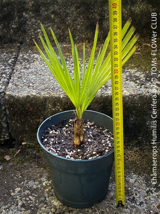 Chamaerops humilis cerifera Blue dwarf palm Moroccan dwarf palm Mediterranean palm Palm tree Small palm tree Drought-resistant plant Indoor plant Outdoor plant Landscaping plant Ornamental plant Low-maintenance plant Hardy plant Sun-loving plant Decorative plant Evergreen plant, TOMs FLOWer CLUB