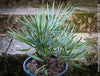 Chamaerops humilis cerifera Blue dwarf palm Moroccan dwarf palm Mediterranean palm Palm tree Small palm tree Drought-resistant plant Indoor plant Outdoor plant Landscaping plant Ornamental plant Low-maintenance plant Hardy plant Sun-loving plant Decorative plant Evergreen plant, TOMs FLOWer CLUB