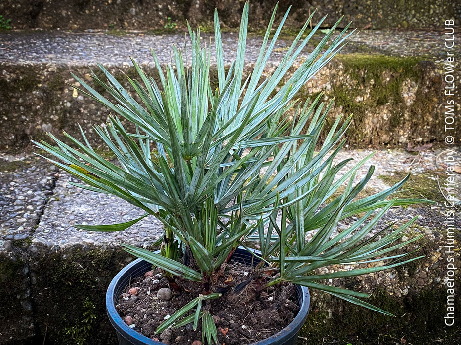 Chamaerops humilis cerifera Blue dwarf palm Moroccan dwarf palm Mediterranean palm Palm tree Small palm tree Drought-resistant plant Indoor plant Outdoor plant Landscaping plant Ornamental plant Low-maintenance plant Hardy plant Sun-loving plant Decorative plant Evergreen plant, TOMs FLOWer CLUB