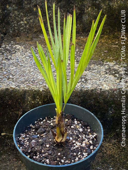 Chamaerops humilis cerifera Blue dwarf palm Moroccan dwarf palm Mediterranean palm Palm tree Small palm tree Drought-resistant plant Indoor plant Outdoor plant Landscaping plant Ornamental plant Low-maintenance plant Hardy plant Sun-loving plant Decorative plant Evergreen plant, TOMs FLOWer CLUB