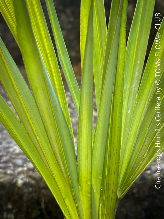 Chamaerops humilis cerifera Blue dwarf palm Moroccan dwarf palm Mediterranean palm Palm tree Small palm tree Drought-resistant plant Indoor plant Outdoor plant Landscaping plant Ornamental plant Low-maintenance plant Hardy plant Sun-loving plant Decorative plant Evergreen plant, TOMs FLOWer CLUB