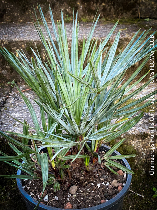 Chamaerops humilis cerifera Blue dwarf palm Moroccan dwarf palm Mediterranean palm Palm tree Small palm tree Drought-resistant plant Indoor plant Outdoor plant Landscaping plant Ornamental plant Low-maintenance plant Hardy plant Sun-loving plant Decorative plant Evergreen plant, TOMs FLOWer CLUB